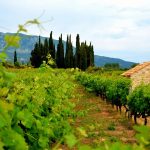 Croatia’s-Napa-Valley