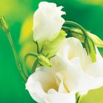 Pure-Elegance_13649031