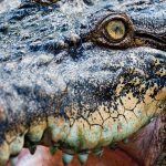 Everglades-National-Park_11277025-crocodile-eye-close-up