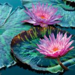 Fairchild-Tropical-Gardens_6460708-water-lily