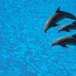 Miami-Seaquarium_6361669-three-dolphins-jumping-in-the-air-above-blue-waters–isolated