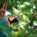 Parrott-Jungle_10393000-parrot-over-natural-background