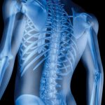 Miami-Beach-Gyrotonic_9582497-skeleton-of-the-man-3d-the-image-of-a-man-s-skeleton-under-a-transparent-skin