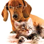 Animal-Behavior-College_8691213-cat-and-dog