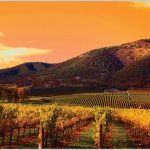 Opener_2150673-rows-of-grape-vines-in-vineyard-at-sunset