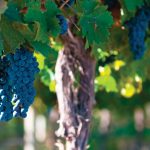 Page-3-TOP_6911015-grape-bunch-very-shallow-focus