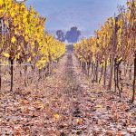 Page-5-TOP_8949281-view-of-vineyard-in-viticulture-region-in-chile
