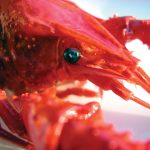 Garcia-Seafood_189461