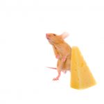 Key-Biscayne-Pest-Control_1657925