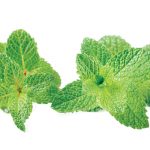 Mint-Rx_3878663
