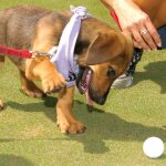 PAW-PUTT