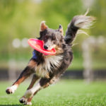 19832890 – funny border collie dog brings the flying disc in jump