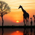 17928778 – silhouette of giraffe with reflection in water