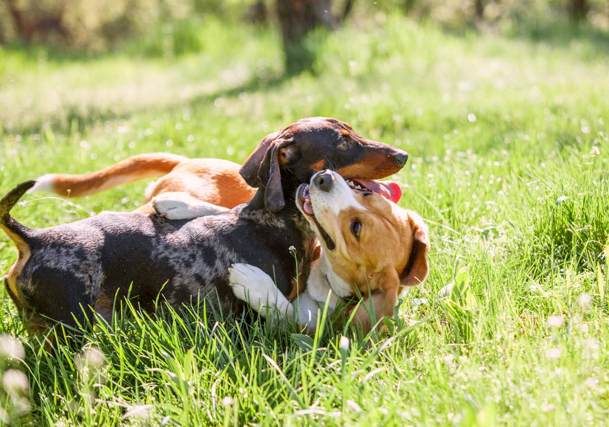 Dachshund and beagle playing together in grass - Key Biscayne Magazine