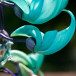 Jade flower on Jade Vine