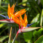 Bird of paradise flower