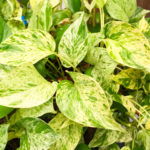 The leaf of  Golden pothos , this is green leaf detail of garden