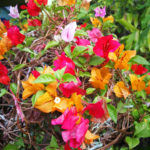 beautiful red and orange bougainvillea flowers