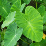 colocasia esculenta, elephant ear