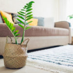 Home plant put in straw basket. Interior decor of living room