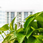 Little angel hiding among green Pothos money plant leaves