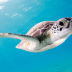 127747552 – turtle under water