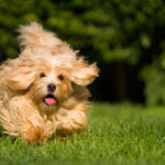 Happy orange havanese dog running towards camera in the grass