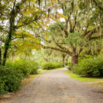 Road with trees overhanging with spanish moss in Southern USA.