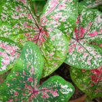 Caladium bicolor colorful leaf araceae in the garden