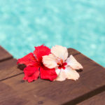 beautiful purple hibiscus flower on wooden pier