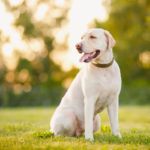 Active, smile and happy purebred labrador retriever dog outdoors in grass park on sunny summer day