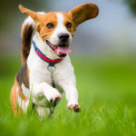 Beagle dog running through green field