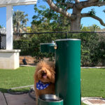 2. KB Dog Park_Tatyana Chiocchetti