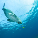 Dugong surrounded by yellow pilot fish