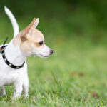 Small chihuahua dog standing on green grass