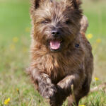 Brown Cairn Terrier Dog