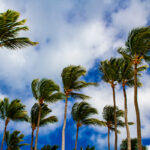 Strong winds sway palm trees