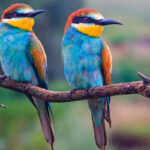 couple of colored birds looks in one direction