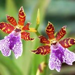 Zygopetalum hybrid Dunklu Blüte