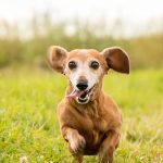 Miniature Dachshund Dog