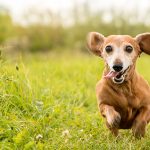 Miniature Dachshund Dog