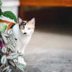 A tri-colored cat stands and looks interested in something in the house.