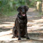 Amy Oliverio Photography – Boomer_07 (1)