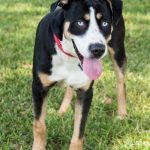 Mardi Paws – Austin 2