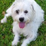 Mardi Paws – Snoopy10 CG