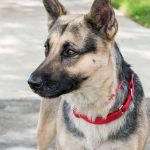 Mardi Paws – Nena 3