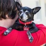 Mardi Paws – Gypsy 4