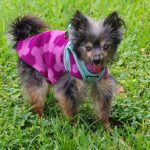Mardi Paws –