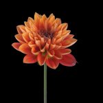 Aging Illusions – FlowerGif_01