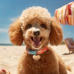 Sandy Paws: A Vibrant Beach Adventure with Bol’s Joyful Apricot Poodle